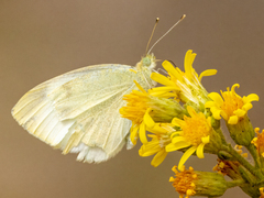 Pieris rapae