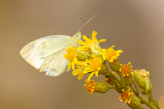 Pieris rapae