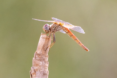 Trithemis kirbyi
