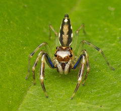 Tauala lepidus
