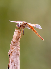 Trithemis kirbyi