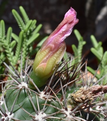 Sclerocactus glaucus