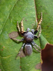Phidippus mystaceus