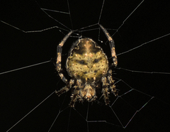 Araneus rotundulus