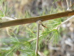 Asparagus laricinus