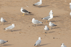 Ichthyaetus audouinii