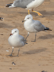 Ichthyaetus audouinii