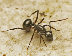 Polyrhachis mucronata