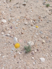 Cotula discolor