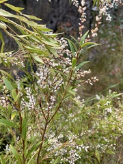 Leucopogon affinis