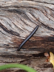 Ommatoiulus moreleti