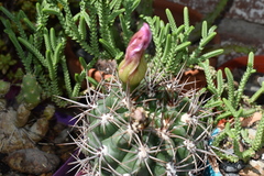 Sclerocactus glaucus