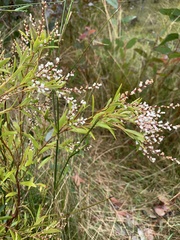 Leucopogon affinis