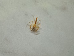 Viciria pavesii