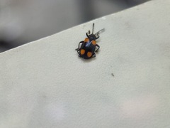 Coccinelloidea