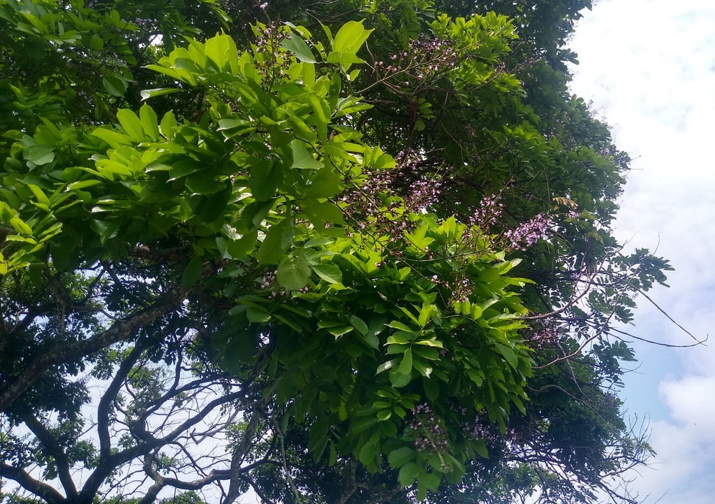 Millettia versicolor