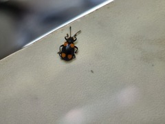 Coccinelloidea