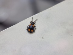 Coccinelloidea