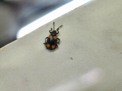 Coccinelloidea