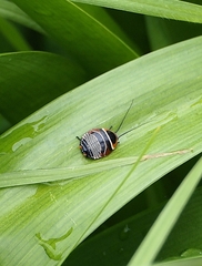 Ellipsidion australe