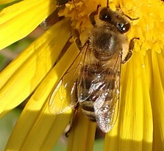 Apis mellifera capensis
