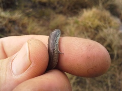 Tetradactylus breyeri