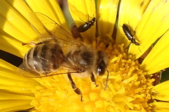 Apis mellifera capensis