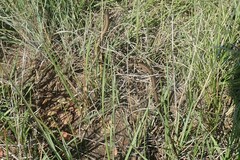 Tetradactylus breyeri