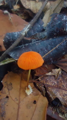 Marasmius ruber