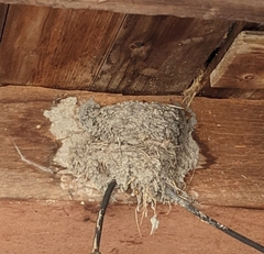 Hirundo rustica