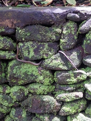 Coelognathus flavolineatus