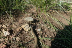 Tetradactylus breyeri