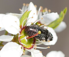 Diphucrania