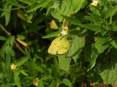 Eurema brigitta