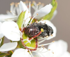 Diphucrania
