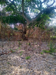 Millettia versicolor