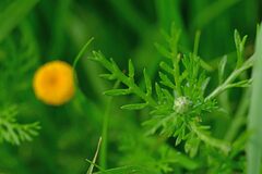 Anacyclus valentinus