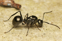Polyrhachis mucronata