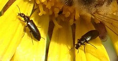 Neoeutrapela