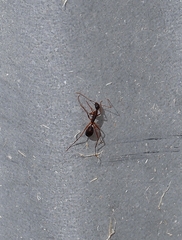 Camponotus