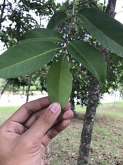 Syzygium polyanthum