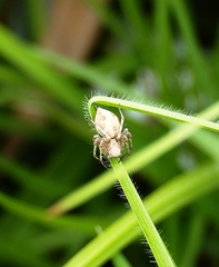 Oxyopes