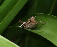 Austracris guttulosa
