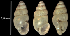 Carychium tridentatum