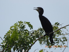 Phalacrocorax carbo