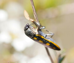 Castiarina xanthopilosa