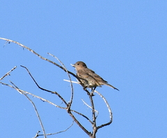 Passerina cyanea