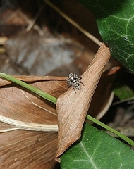 Maratus leo