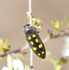 Castiarina xanthopilosa