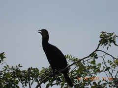Phalacrocorax carbo